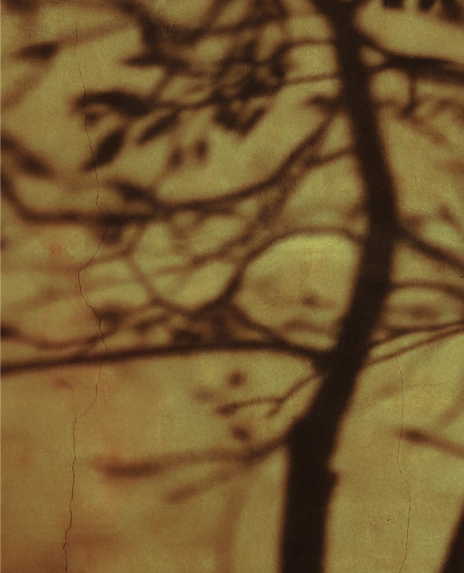tree shadow.DqLPd8Ei